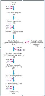 Describe Glycolysis Briefly Long Question Carring 7 Marks