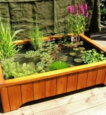 Pond Plants For Container Water