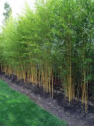 Golden Bamboo Phyllostachys