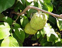 Cherimoya Tropical Dimpled Fruit Can Be Grown At Home Sfgate