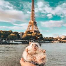 But when you start working with her, you find she's a much different person on the inside. Draw Me Like One Of Your French Girls Rg Cosmopolitan Mr Pokee Via Cosmopolitan Australia Magazine Official Ins Cute Hedgehog Cute Animals Cute Baby Animals
