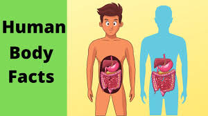 The costal pleura keeps it separated from the ribs and the deepest intercostal muscles (muscles running. Basic Human Body Facts How Many Ribs Location Spleen Function Liver Tendon Vs Ligament Lung Size Youtube
