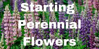 starting perennial flowers from seed