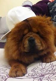 Chow Chow Dog Breed Information And Pictures