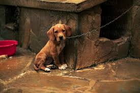 Portrait of a sad puppy tied stock photo