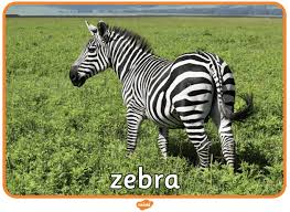 This species' habitat is shrinking, however, and they are now extinct in burundi and. What Is A Zebra Answered Twinkl Teaching Wiki