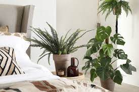 harmful plants in the bedroom