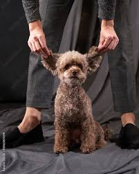 cute dog with ears toy poodle of