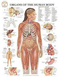 Review body parts and numbers. Pin By Fashion Club On Women S Health Human Body Diagram Human Anatomy Female Human Body Organs