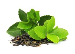 Zelený čaj - antioxidant na chudnutie a proti hladu - eSlim® - Buď fit s  eSlim