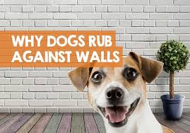 why does my dog rub against the wall