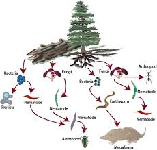 forest and rangeland soil biodiversity
