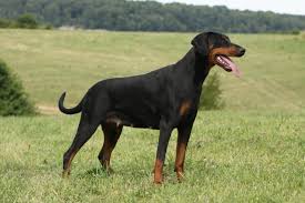 These pups love children, but they may be too quick and powerful for very small children. Dobermann Dogs And Puppies For Sale In The Uk Pets4homes
