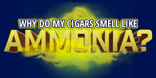 why do my cigars smell like ammonia