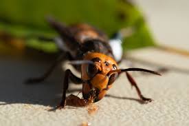 asian giant hornets not in nc yet