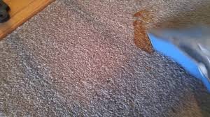 dry dog throw up out of the carpet