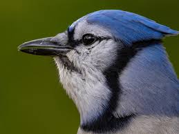 Not always conspicuous, they slip. Nature News Blue Jays Not As Annoying As Originally Thought