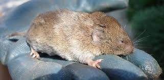 How To Deal With Voles Field Mice In