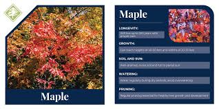 complete guide to maple trees leaves