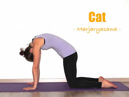 Cat cow pose is commonly found in the following types of yoga sequences activates the adrenal glands: How To Do Cat Cow Pose Yoga Poses Step By Step Explained