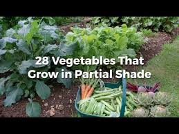 28 Vegetables That Grow In Partial