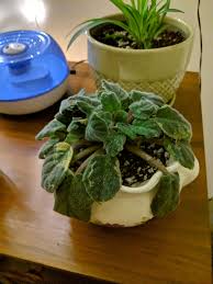 Healthy, full sized, and living. I Received My Grandmother S African Violet Unfortunately My Aunts Didnt Take Good Care Of It In The Meantime And Some Of The Leaves Are Droopy Please Give Me All The Advice You