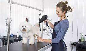 Daylily pet care offers many services in one location. Pet Grooming Insurance Get Dog Grooming Insurance The Hartford
