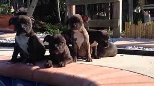 It was developed when the bulldogs and terriers of the time were we also advertise stud dog services and other puppy for sale related items. Staffordshire Bull Terriers Puppies For Sale 7 Weeks Youtube