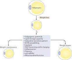 mechanisms of weight regain after
