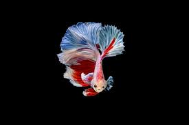 fighting fish images free on