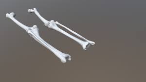 Make your own simple model of an arm using 3d printing and. Leg Bones Buy Royalty Free 3d Model By Lkregula Lkregula 677378a