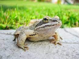 Frogs In Your Backyard Simple Steps