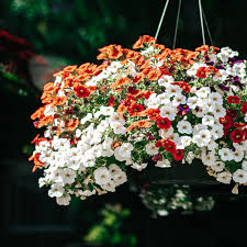 The colorful flowers will open from late spring through. 9 Best Colorful Plants For Hanging Baskets
