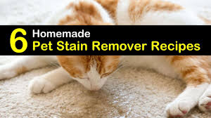 home remes for a pet stain remover
