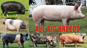 all pig breeds complete list of pig