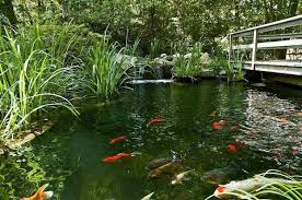 My Pond Fish Safe From Predators