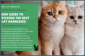 6 Best Cat Harnesses With Our 2019 Budget Friendly Pick