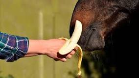 can-horses-eat-bananas-peels