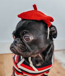 They are famous for their smooth, shiny and silky coats. French Bulldog Shedding Keep It Under Control Askfrenchie Com