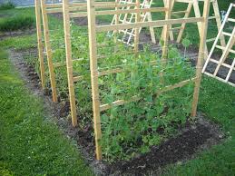 They are usually planted in early spring and harvested about 60 days after planting. Fertilizer For Sugar Snap Peas Cromalinsupport