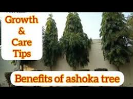 ashoka tree how to grow ashoka tree