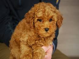 miniature poodle dog male 3430196