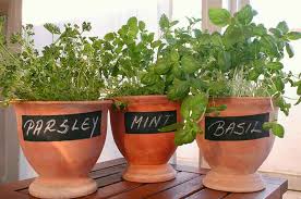 How To Grow Container Herbs Both