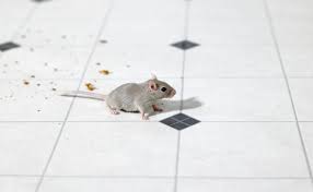 Stop Mice From Entering Your Home