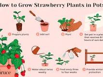 how-big-of-a-pot-do-strawberries-need-to-grow