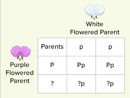 What is a punnett square and why is it useful in genetics. Punnett Squares Ck 12 Foundation