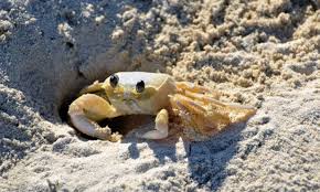 what do sand crabs eat surf s up