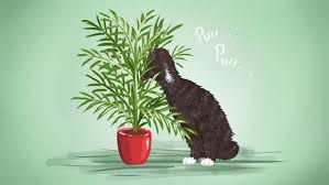 8 Low Maintenance Pet Safe Houseplants