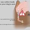 Wash your hands before touching your dog's ears, the cleaning solution and the cotton balls. 1