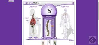 Chiromatrix 3d Spine Simulator Nerve Chart Chart